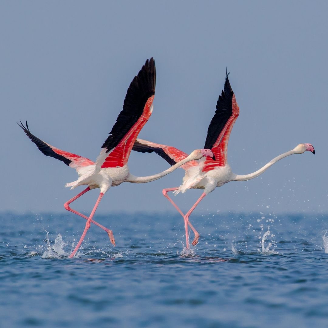 Puri, Konark, Bhubaneswar Golden Triangle Tour